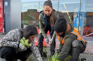Personas plantan árboles en Rutas Peatonales de avenida O'Higgins